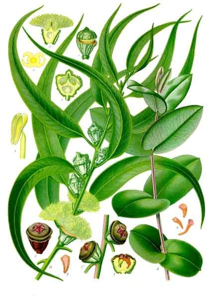 Eucalyptus_globulus_-_Köhler–s_Medizinal-Pflanzen-147